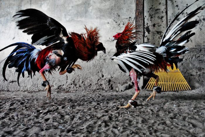 เล่นแทงไก่ชนเงินล้าน