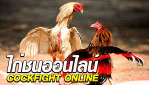 เว็บไก่ชนออนไลน์