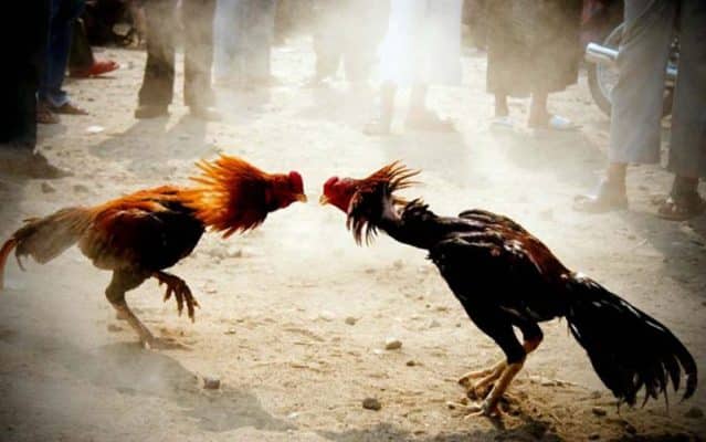 แทงไก่ชนได้เงินชัวร์