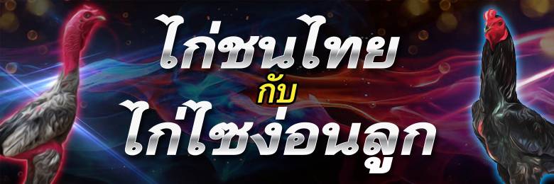 เว็บแทงไก่ชนมาแรง
