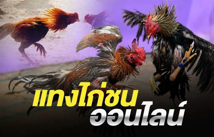 พนันไก่ชนได้เงินจริง