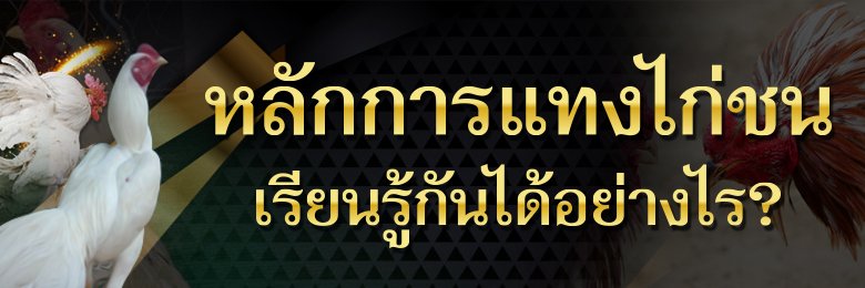 แทงไก่ชนไทย