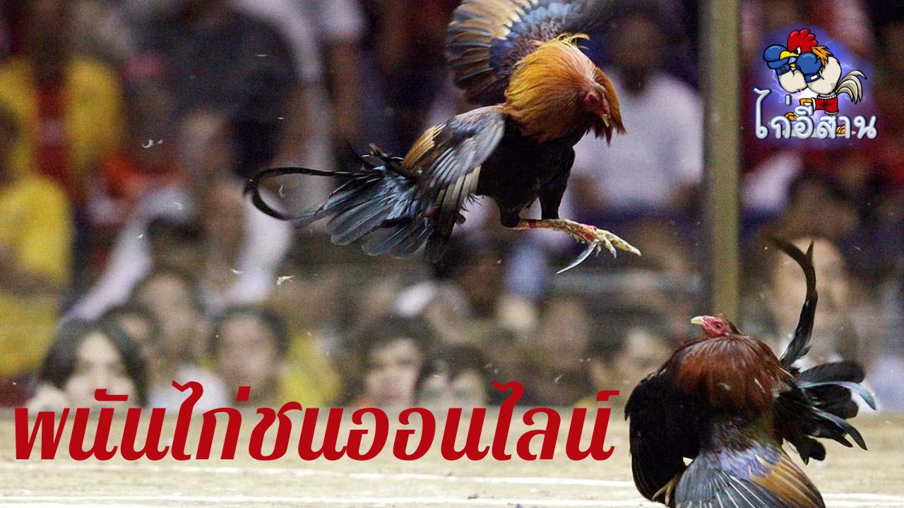พนันไก่ชนออนไลน์