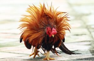 แทงไก่เครดิตฟรี