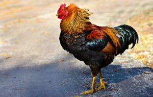 แทงไก่เครดิตฟรี