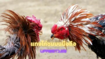 แทงไก่ชนบนมือถือ