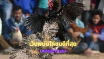 แทงไก่ชนบนมือถือ